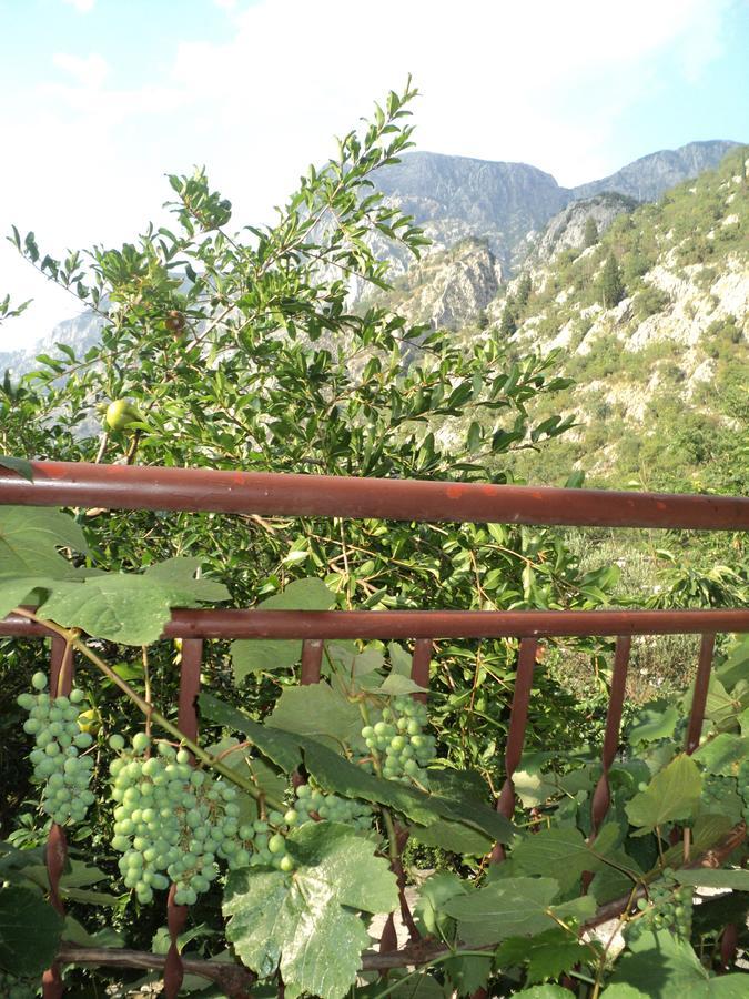 Skaljari Kotor